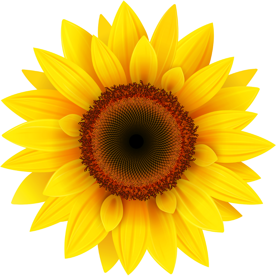 Sunflower, Gracie Ruth's favorite flower, featured in videos and posts, symbolizing growth and positivity.